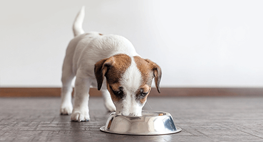thumb_puppy-eating-from-stainless-steel-bowl.png