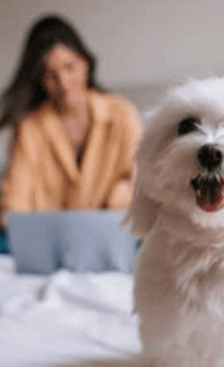 /sites/g/files/fnmzdf4601/files/2023-11/thumb_white-dog-on-bed-WFH.png