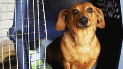 The Healthy Scoop on Wet Food