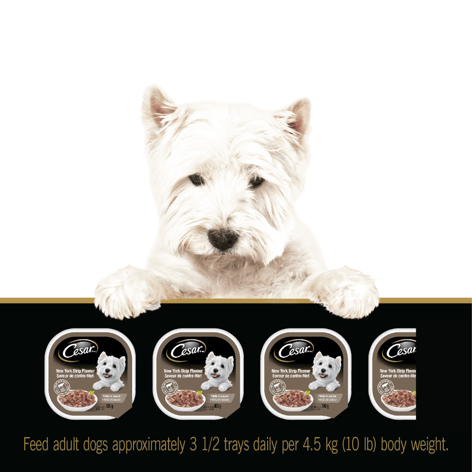 CESAR® Classic loaf in sauce and Filets in Sauce Wet Dog Food Variety Pack, 24x100g image 1