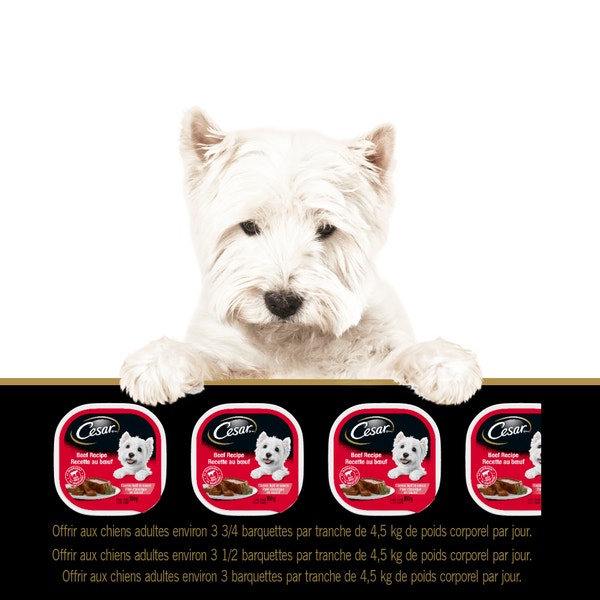 Nourriture humide pour chiens adultes CESAR(MD) pain classique en sauce et filets en sauce en format variété – pain classique en sauce saveur de poulet grillé et recette à l’agneau, et filets en sauce saveur de contre-filet image 2
