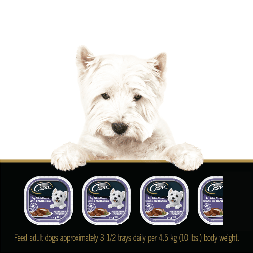 CESAR® Classic loaf in sauce Wet Dog Food, Top Sirloin Flavour feeding guidelines image