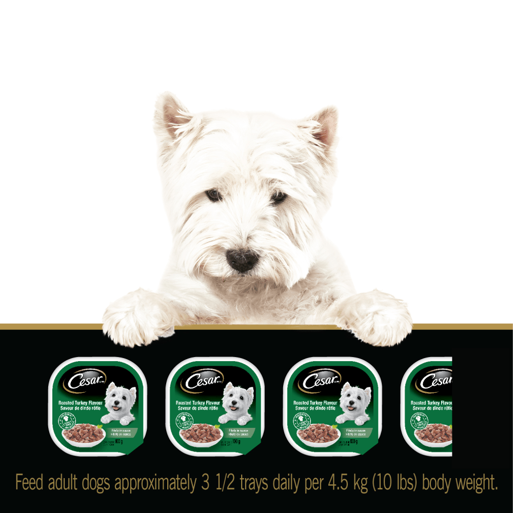 CESAR® Filets In sauce Wet Dog Food Roasted Turkey Flavour and Prime Rib Flavour Variety Pack feeding guidelines image 1