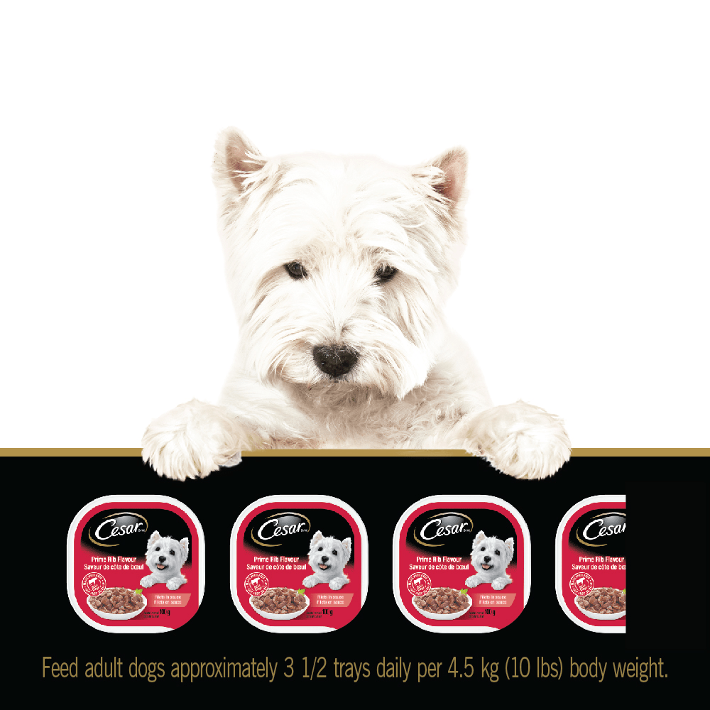 CESAR® Filets in Sauce Wet Dog Food - Prime Rib Flavour feeding guidelines image